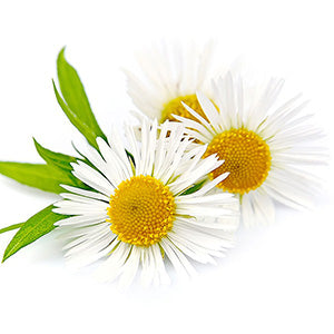 Chamomile Roman 100% Pure Essential Oil 3% in Jojoba Oil