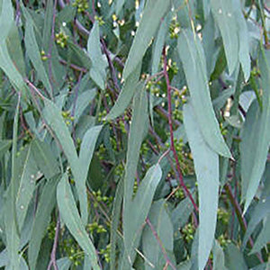 Eucalyptus 100% Pure Essential Oil