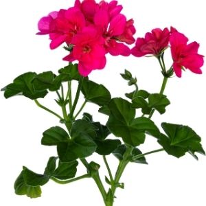 Geranium 100% Pure Essential Oil
