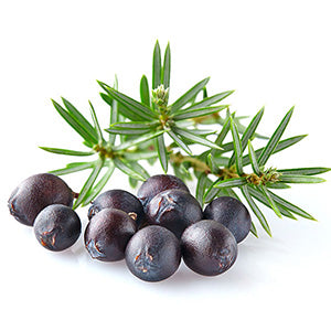 Juniperberry 100% Pure Essential Oil