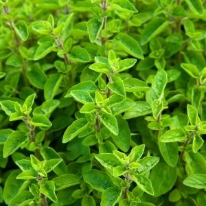 Marjoram Sweet 100% Pure Essential Oil