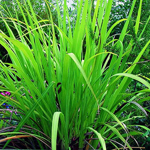 Palmarosa 100% Pure Essential Oil