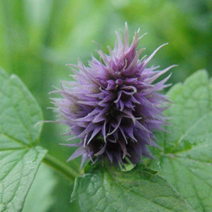 Patchouli 100% Pure Essential Oil