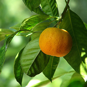 Petitgrain 100% Pure Essential Oil